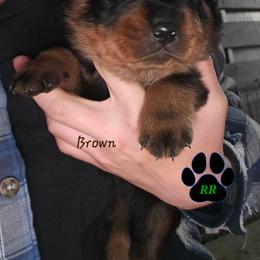 Brown - Black and mahogany male Rottweiler puppy in Tangent, Oregon from Raya's Royals