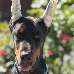 Kaiser - Black and rust male Doberman Pinscher puppy in China Township, Michigan from Snell's Superior Kennel Dobermann & GSP
