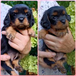 Cavalier King Charles Spaniel Puppies from 7 Bridges Cavaliers