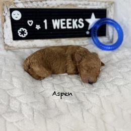 Aspen - Cafe au lait male Poodle puppy in Florida from Adorable Toy-Miniature Poodles