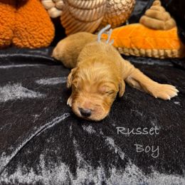 Russet - Red  male Goldendoodle puppy in Rockville, Minnesota from Bracha Poodles & Doodles