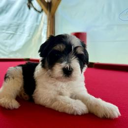 Boy 1 - Parti male Miniature Schnauzer puppy in Charlotte, North Carolina from Marley’s Babies