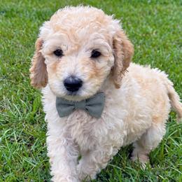 Class Clown - Sable male Goldendoodle puppy in Social Circle, Georgia from Poppiedoodle Farms