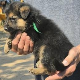 Green Boy - Black and tan male German Shepherd puppy in Lake George, Colorado from High Country German Shepherds