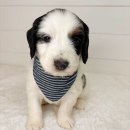 Cupid - Black and white male Aussiedoodle puppy in Central, Arizona from Cotton Lane Puppies