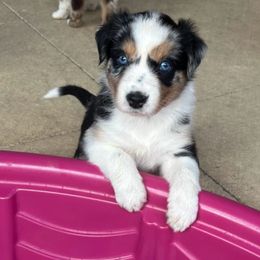 Bird - Blue merle female Australian Shepherd puppy in Cypress, Texas from Cypress Aussies