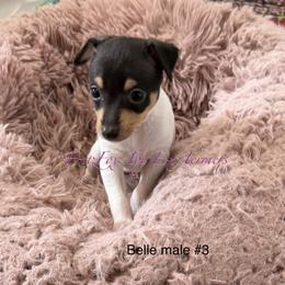 Boy 3 - White black and tan male Toy Fox Terrier puppy in Wayne, Oklahoma from FritzFox Toy Fox Terriers