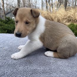 Collie Puppies from Vintage Collies