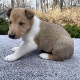 Collie Puppies from Vintage Collies