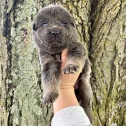 Ocia - Blue female German Shepherd puppy in Watervliet, Michigan from M&M Shepherd Farms