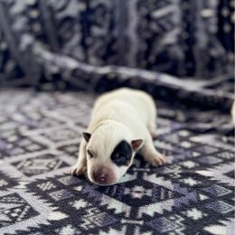 N-5 - Blue speckled male Australian Cattle Dog puppy in Spokane, Washington from 4D Cattle Dogs