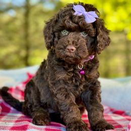 Purple - Chocolate female Goldendoodle puppy in Hesperia, Michigan from Red Acres Poodles & Doodles