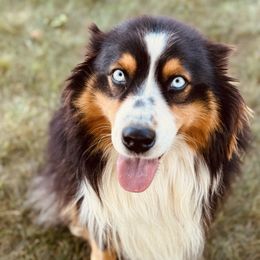 Rhett - Australian Shepherd