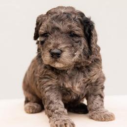 Aussiedoodle and Goldendoodle Puppies from Ever After Doodles Arizona