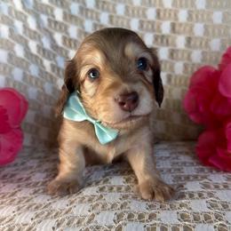 Scrabble - Cream male Dachshund puppy in Michigan from Hidden Haven Dachshunds