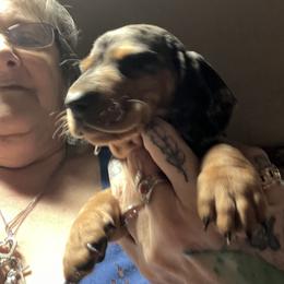 Dachshund Puppies from The Weenie Herd Mom