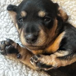 Piper.   2450.00 - Black and cream female Dachshund puppy in Oscoda, Michigan from Northland Dachshunds
