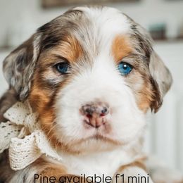 Bernedoodle, Old English Sheepdog, and Sheepadoodle Puppies from Desert Sheepies and Doodles