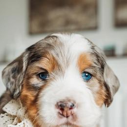 Bernedoodle, Old English Sheepdog, and Sheepadoodle Puppies from Desert Sheepies and Doodles