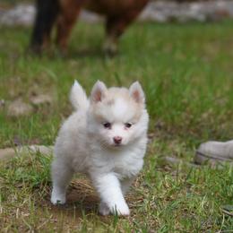 Mozzarella Cheese - Merle male Pomsky puppy in Coos Bay, Oregon from Ocean View Pomskies