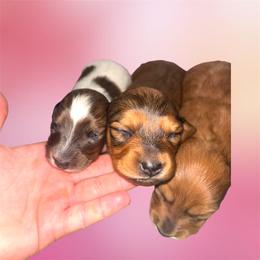 Shaded red dapple - Dapple female Dachshund puppy in Coeburn, Virginia from Southern Sweetheart Kennels