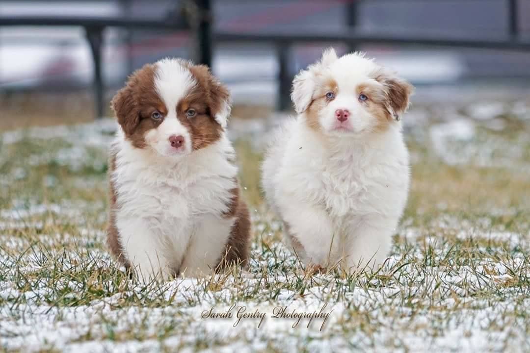 Ashland fashion mini aussies