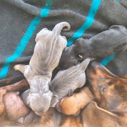 Dachshund puppies from Dachshund Darlins