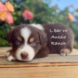 Violet - Red tri female Miniature Australian Shepherd puppy in Midway, Texas from L Bar W Aussie Ranch