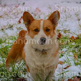 Stanley - Pembroke Welsh Corgi