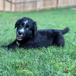 Vega - female Golden Mountain Dog puppy in Boiling Springs, South Carolina from OlliePups, LLC
