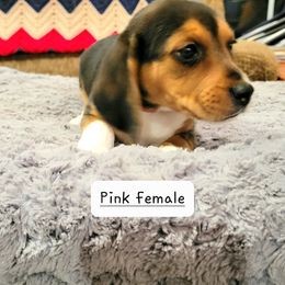 Beagle Puppies from I Wanna Hunt Too