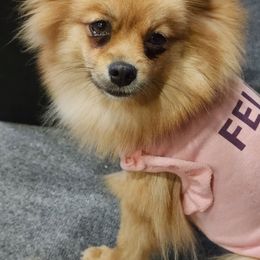 Sasha - Pomeranian