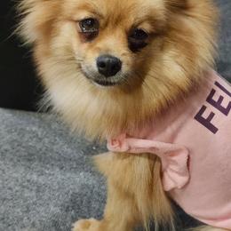 Sasha - Pomeranian