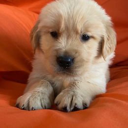 Golden Retriever Puppies from Chevaline Goldens
