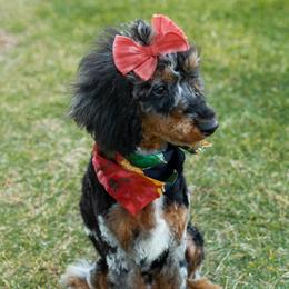 Dottie - Poodle
