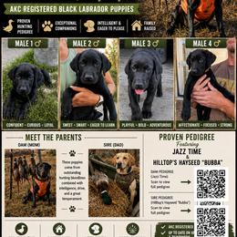 Labrador Retriever puppies from Battlemountain Kennels