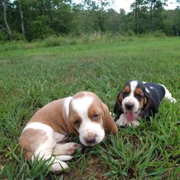 Basset Hound Puppies from Redbud Ranch Basset Hounds