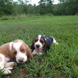 Basset Hound Puppies from Redbud Ranch Basset Hounds