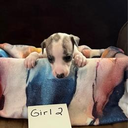 Girl 2 - Fawn brindle female Whippet puppy in Williamsport, Pennsylvania from Willowisp Whippets