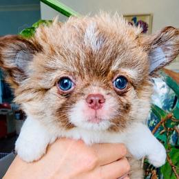 Blue Eye Princess ( pending ) - Chocolate brindled fawn female Chihuahua puppy in Santa Rosa Beach, Florida from Eva's Chihuahua