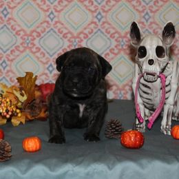 Girl 1 - Tiger Perro de Presa Canario puppy in Winfield, Missouri from Canarian Bull Kennel
