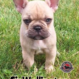 Sir Wellington - Fawn French Bulldog puppy in New York from Bark2Basics.Frenchie