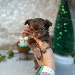 Chihuahua Puppies from Fiddlefigg Chihuahuas