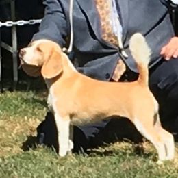 Pipi - Beagle