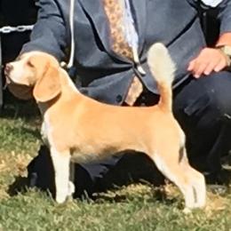 Pipi - Beagle