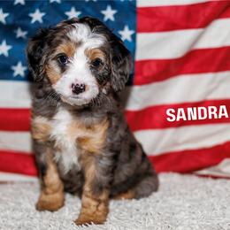 The Queen. Sandra - Merle female Bernedoodle puppy in Gilbert, Arizona from Safe Havynn Doodles