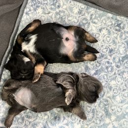 Shih Tzu Puppies from LaDawn’s Little Lions