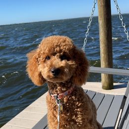 Bernedoodle and Goldendoodle All Grown Up from Kimberlee’s Kennels