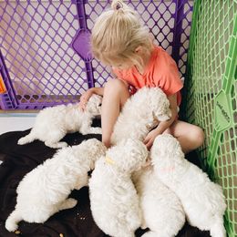 Poodle Puppies from Elysee Standard Poodles