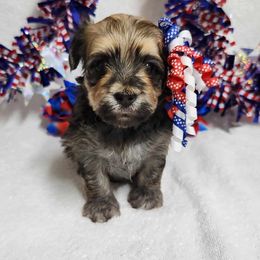 Havanese and Shih Tzu Puppies from Locust Creek Shih Tzu & Havanese